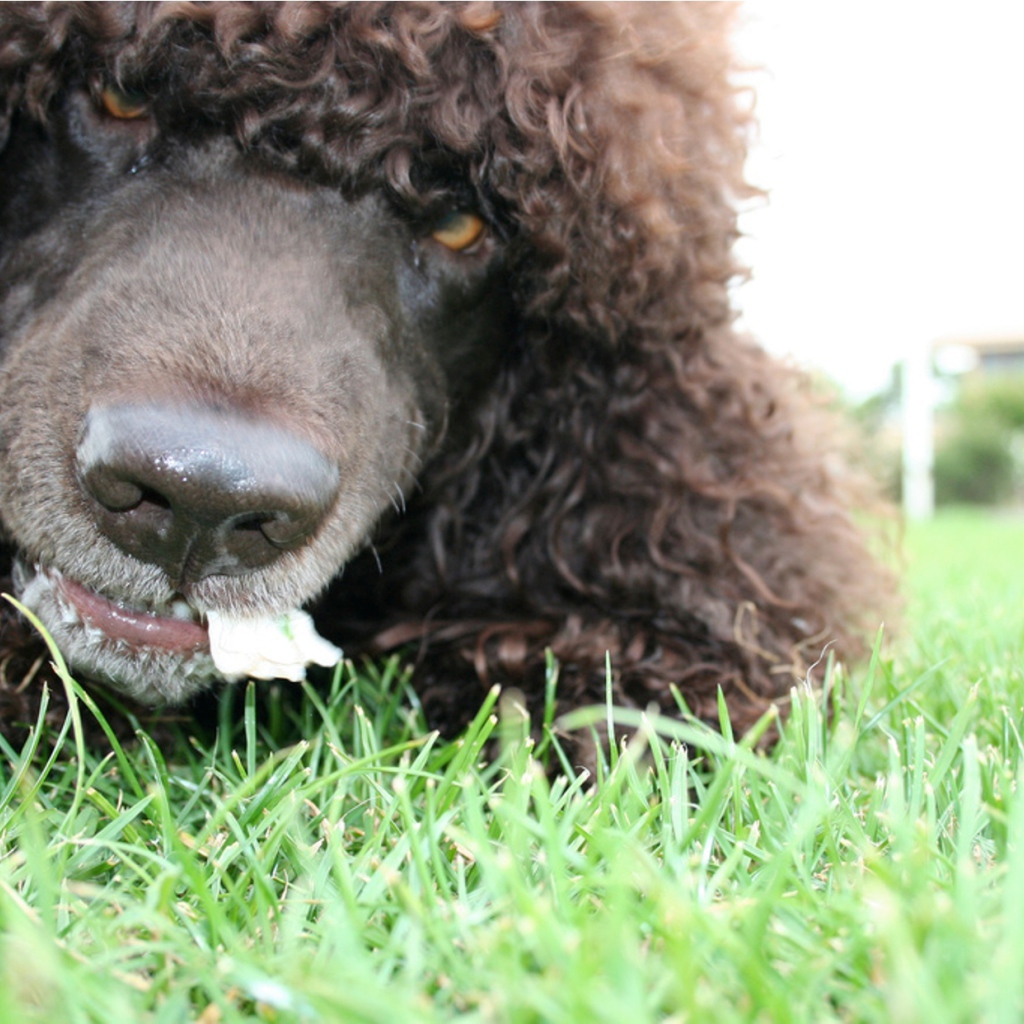 Морда собаки ирландский водяной спаниель