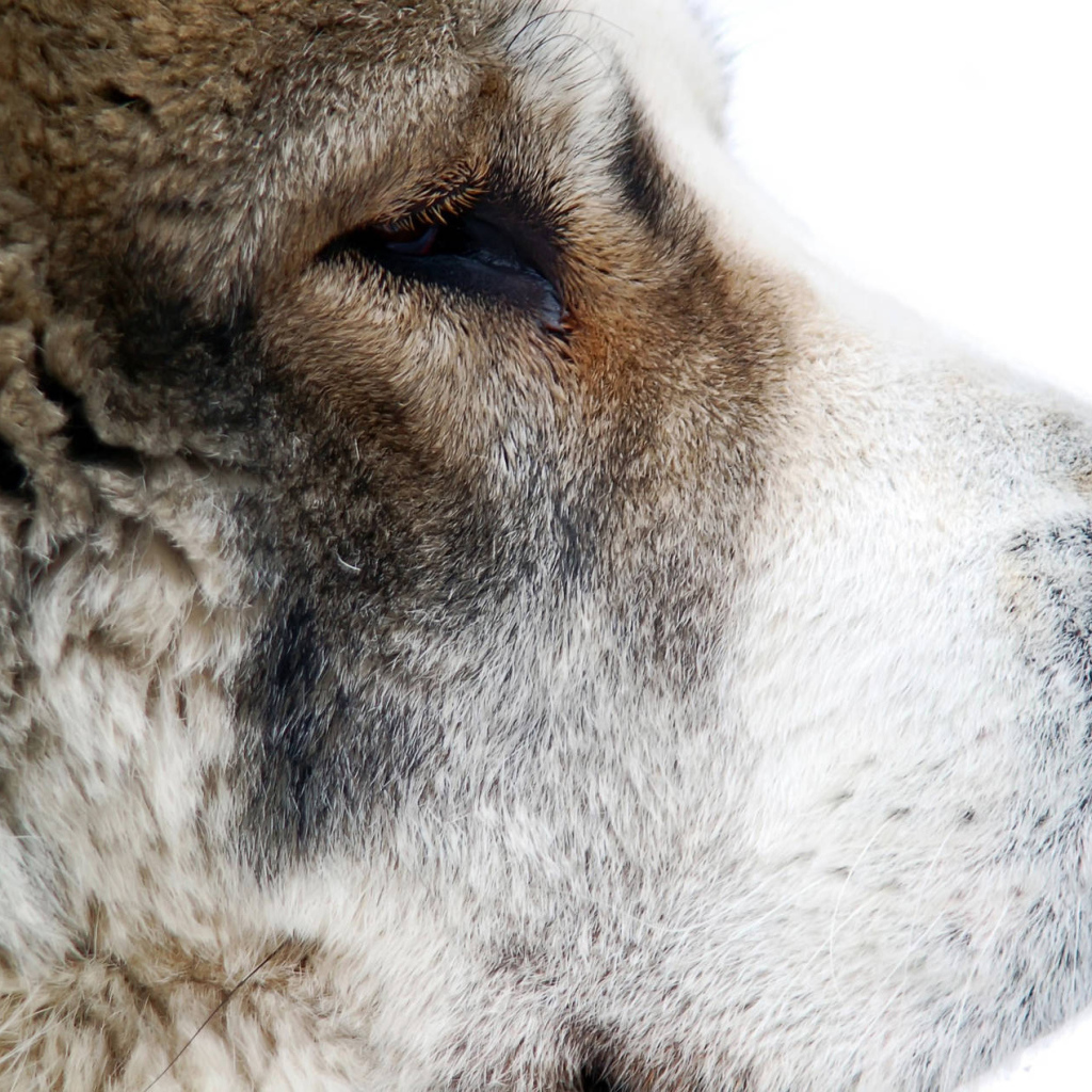 Морда собаки алабая