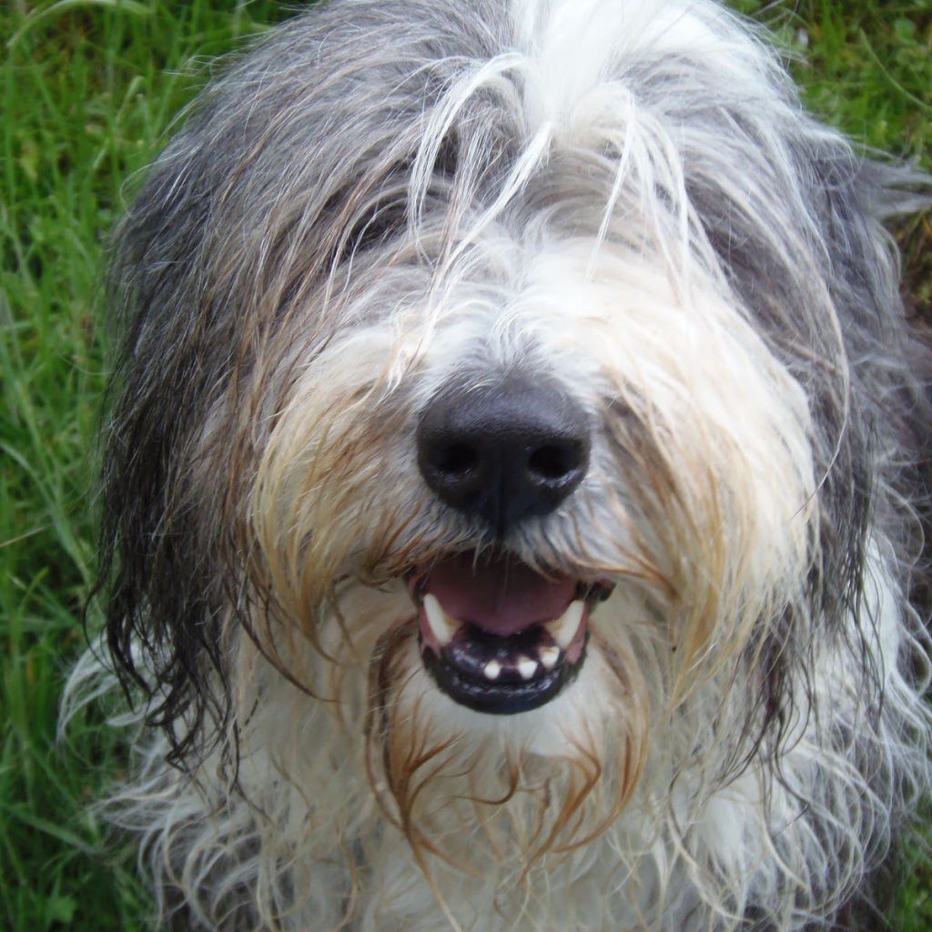 Мордашка собаки породы бобтейл