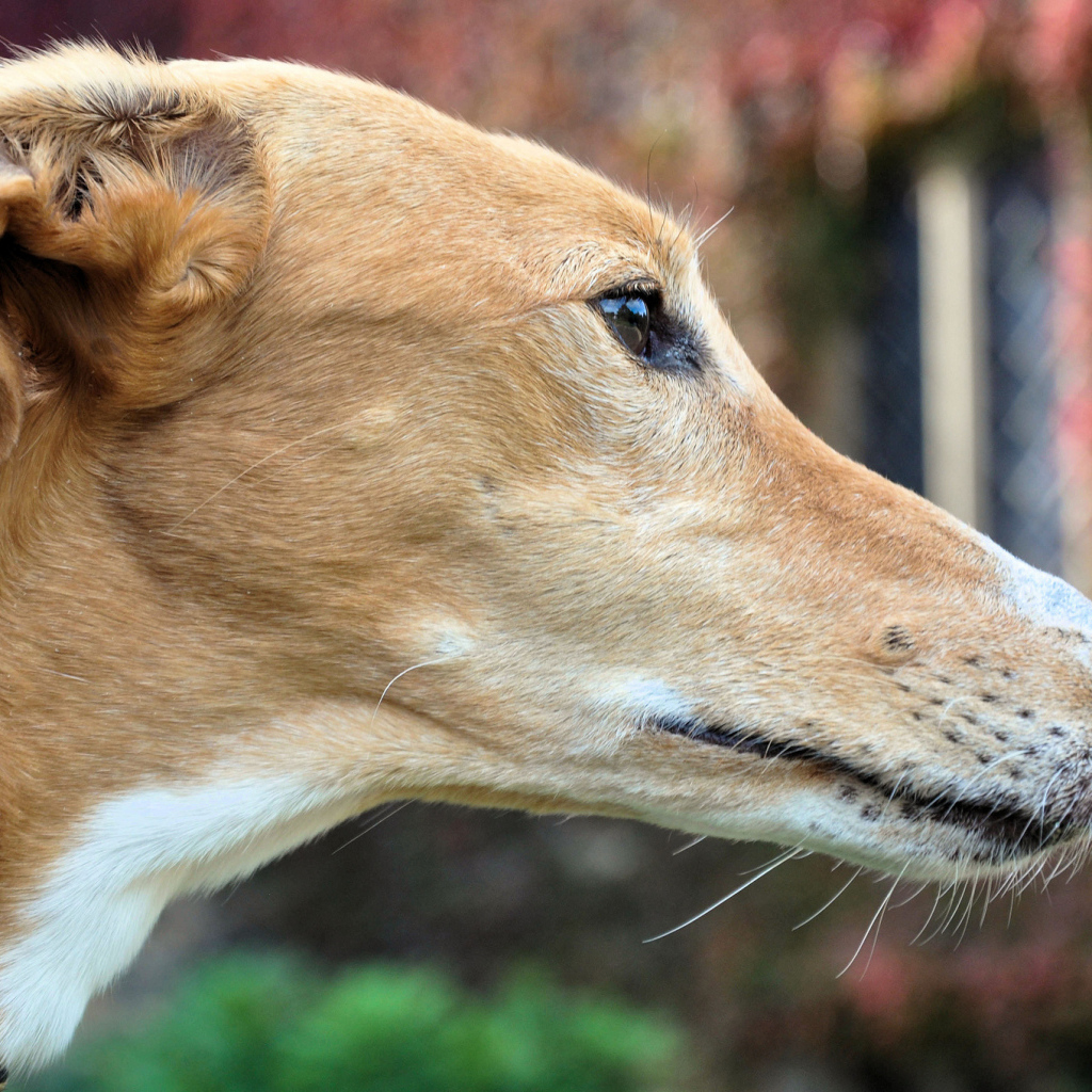 Мордочка собаки породы салюки