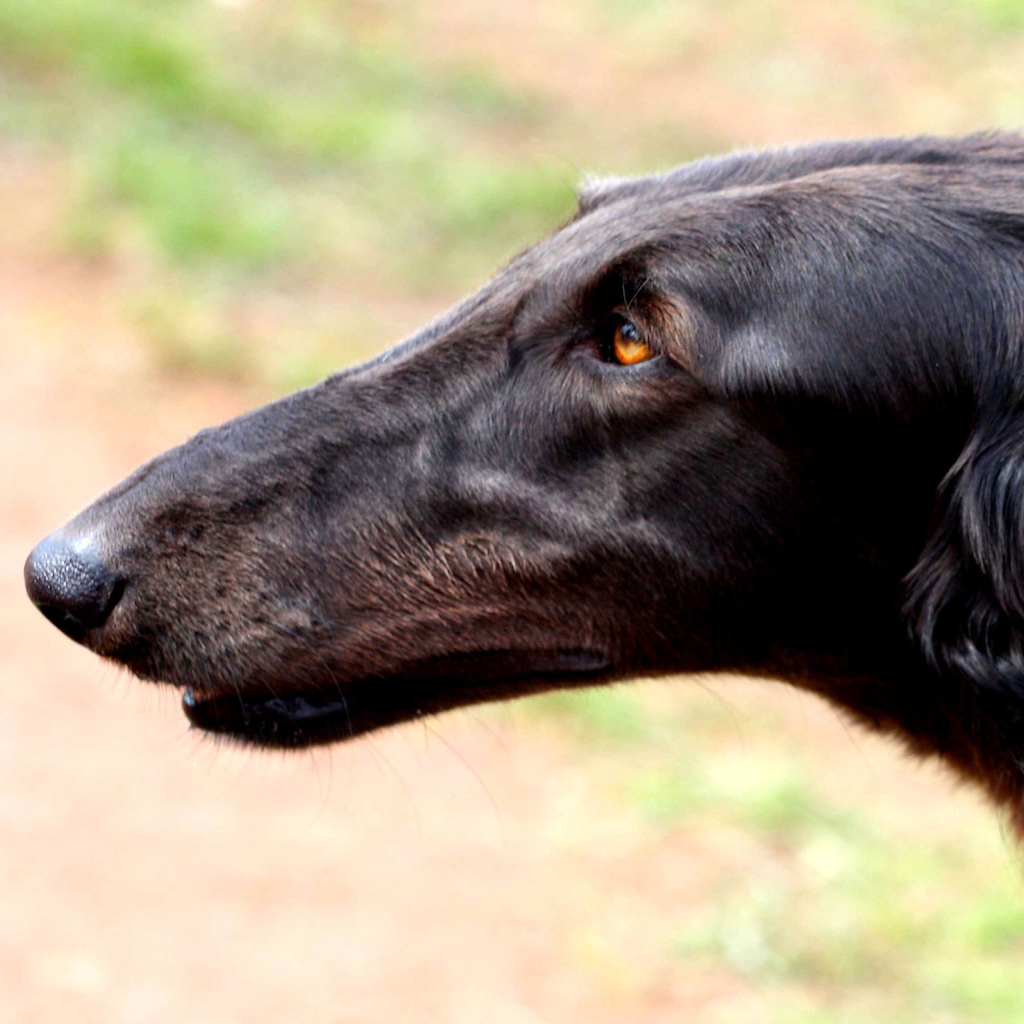 Морда борзой собаки