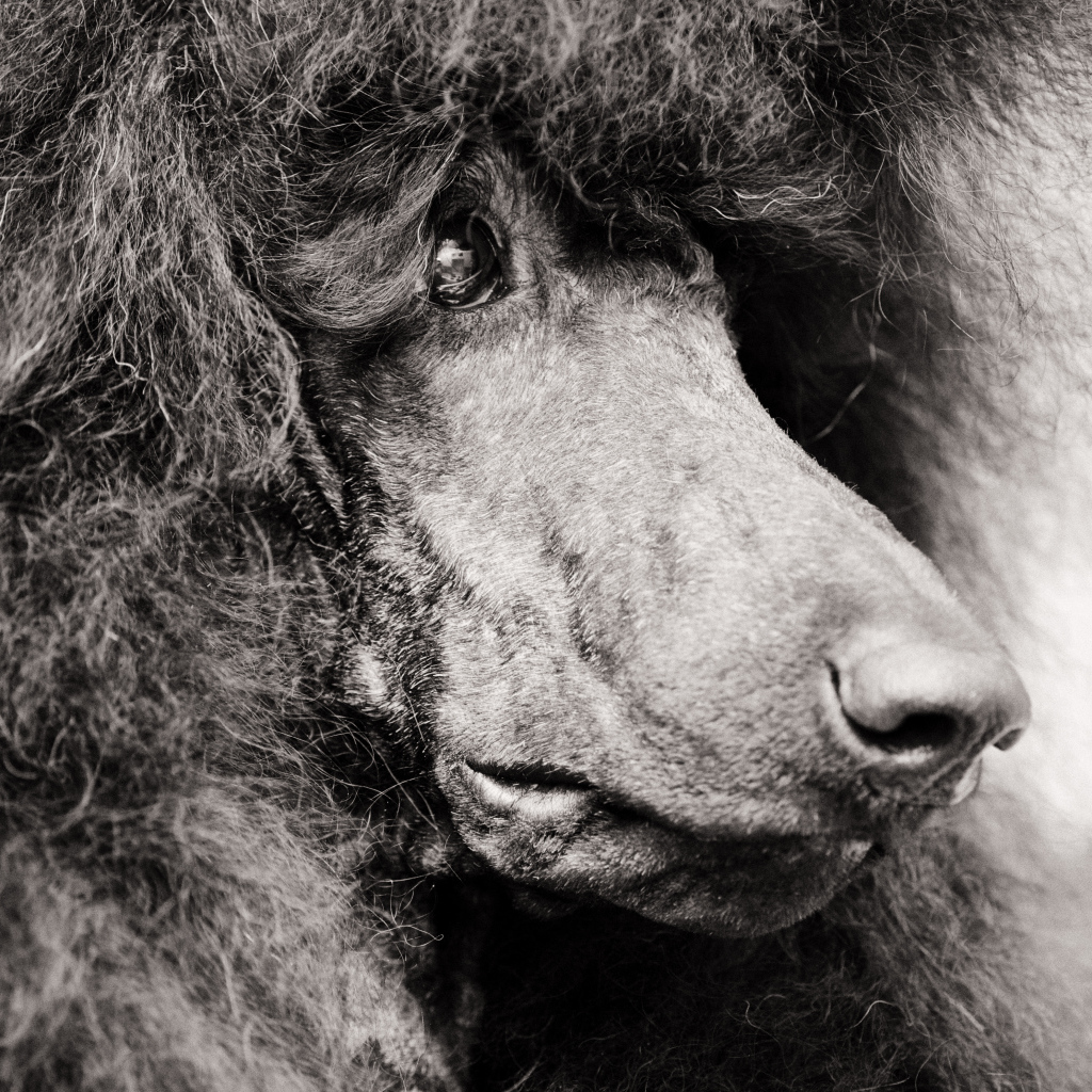 Морда черного пуделя