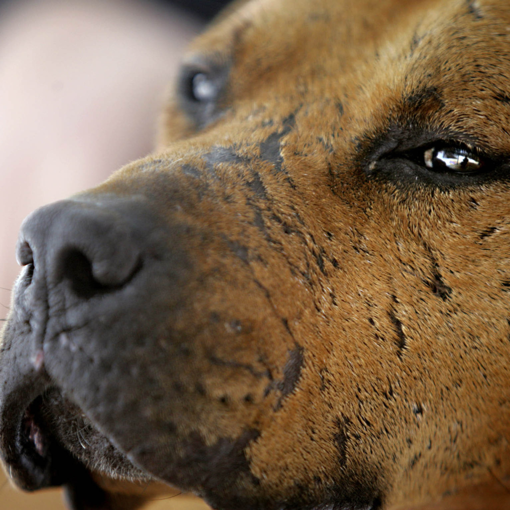 Морда старого питбуля