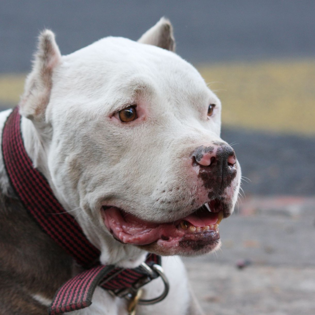 Морда белого питбуля