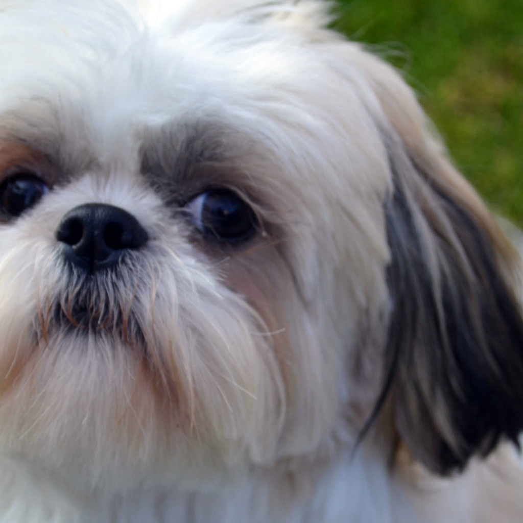 Морда белого шитцу