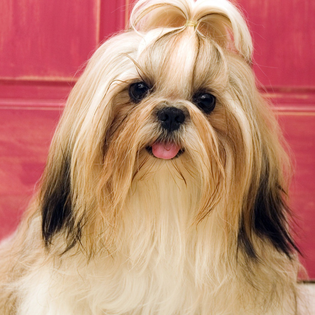 Ухоженная собака шитцу