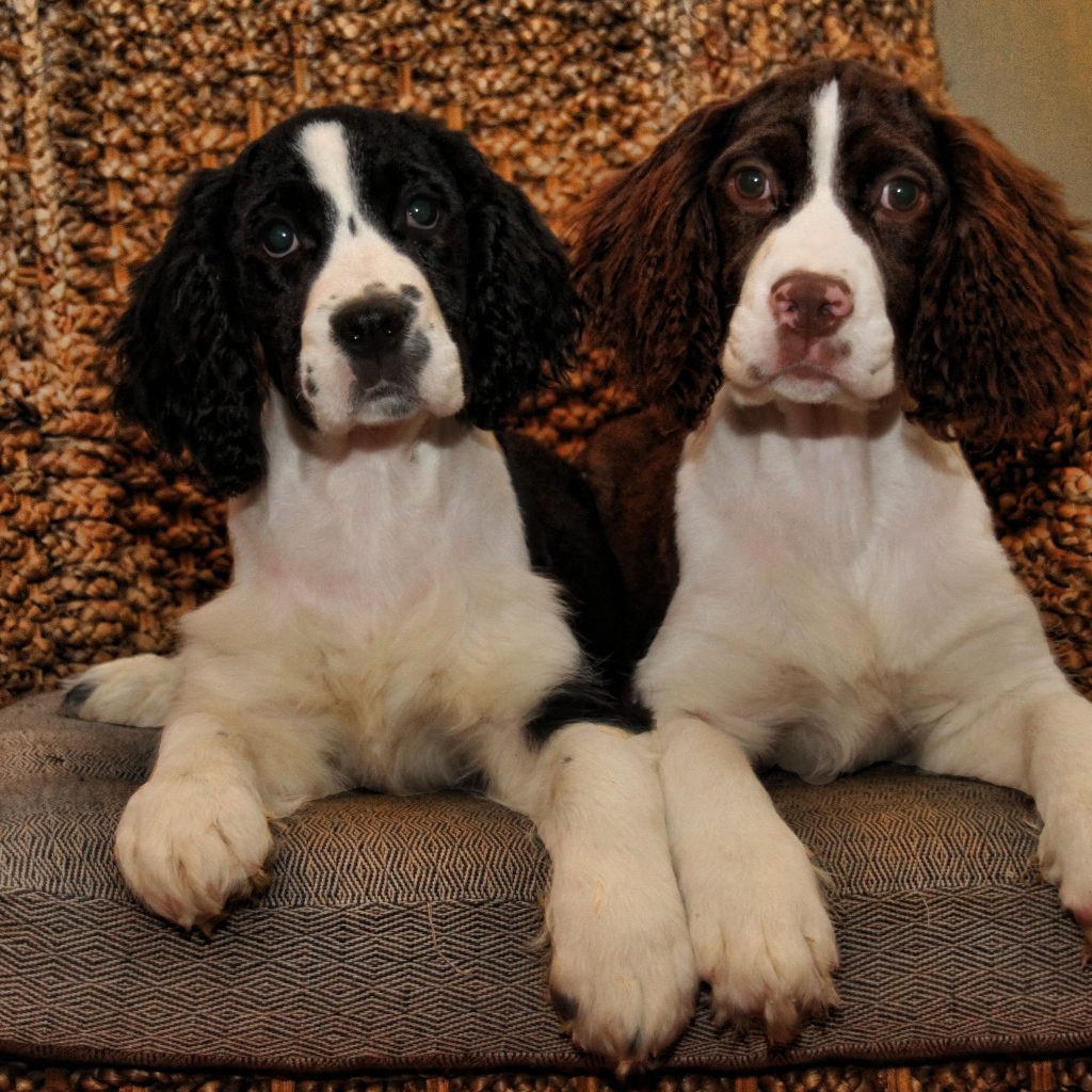 Благородные собаки английский спрингер спаниель