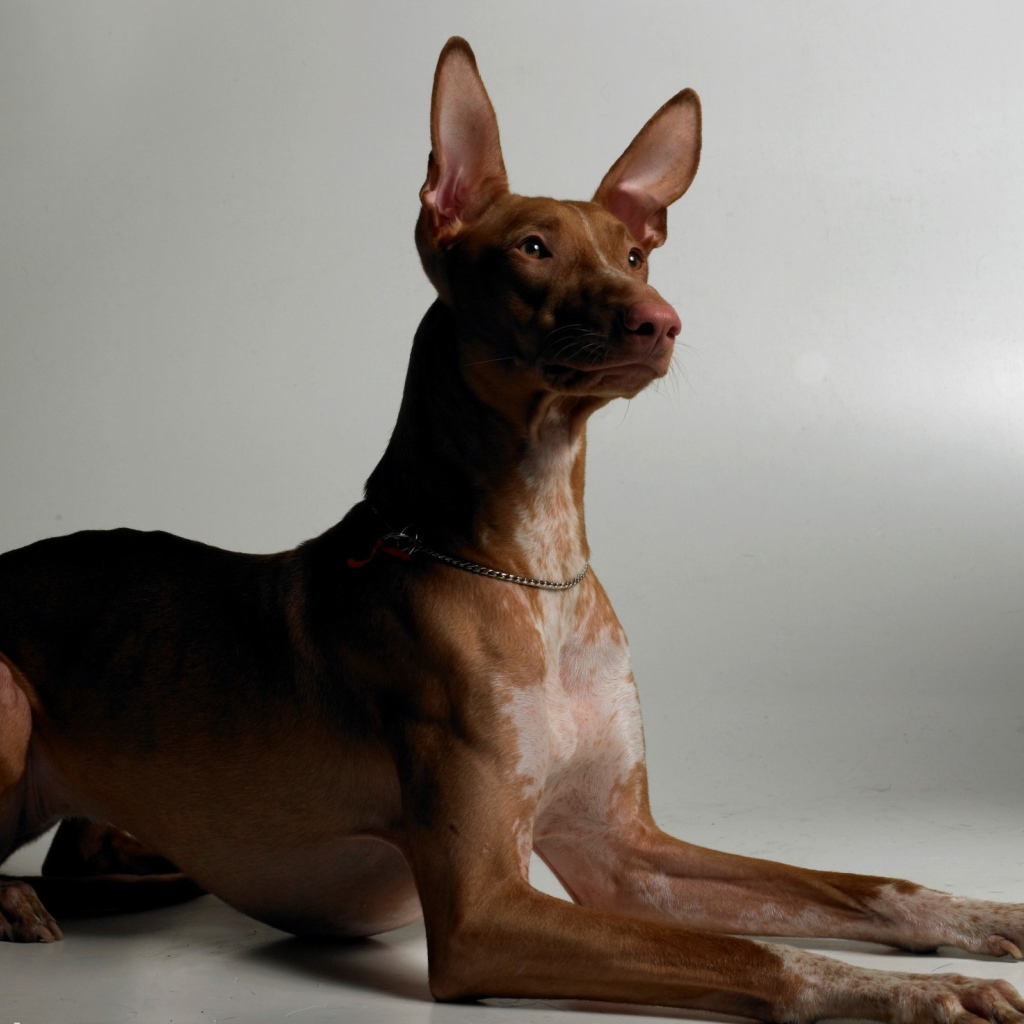 Благородная фараонова собака