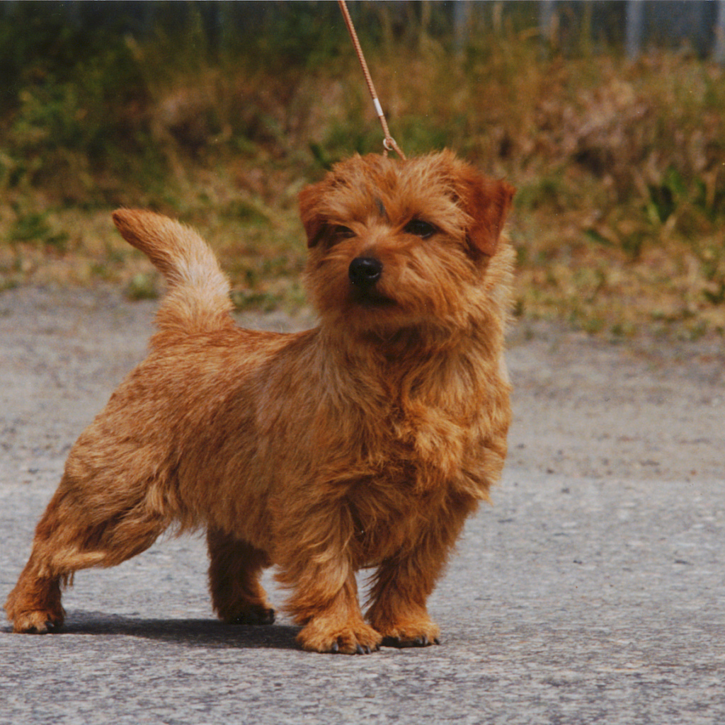 Норфолк терьер на прогулке