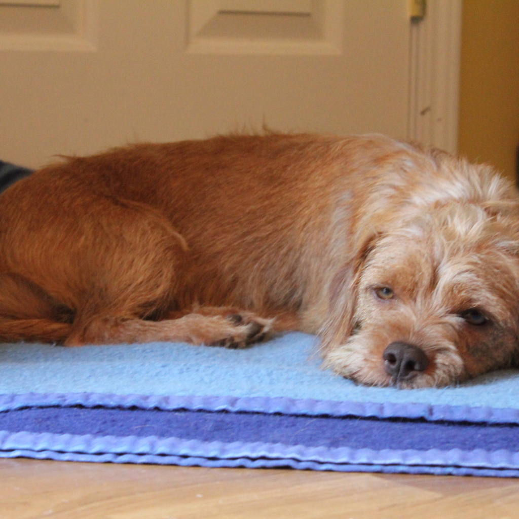 Норфолк терьер лежит на коврике