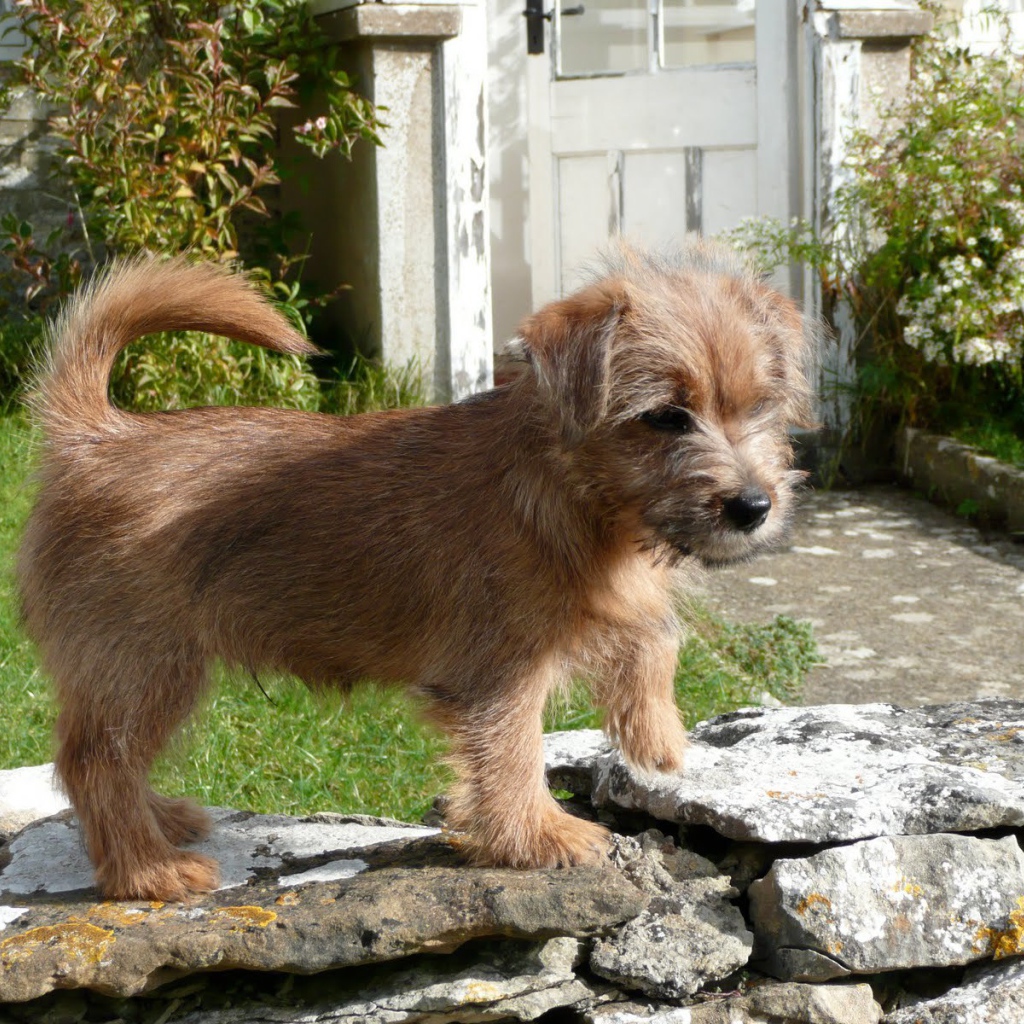 Норфолк терьер на камнях