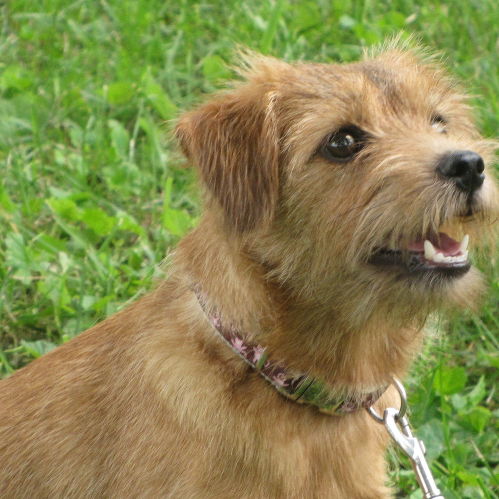 Любознательный норфолк терьер