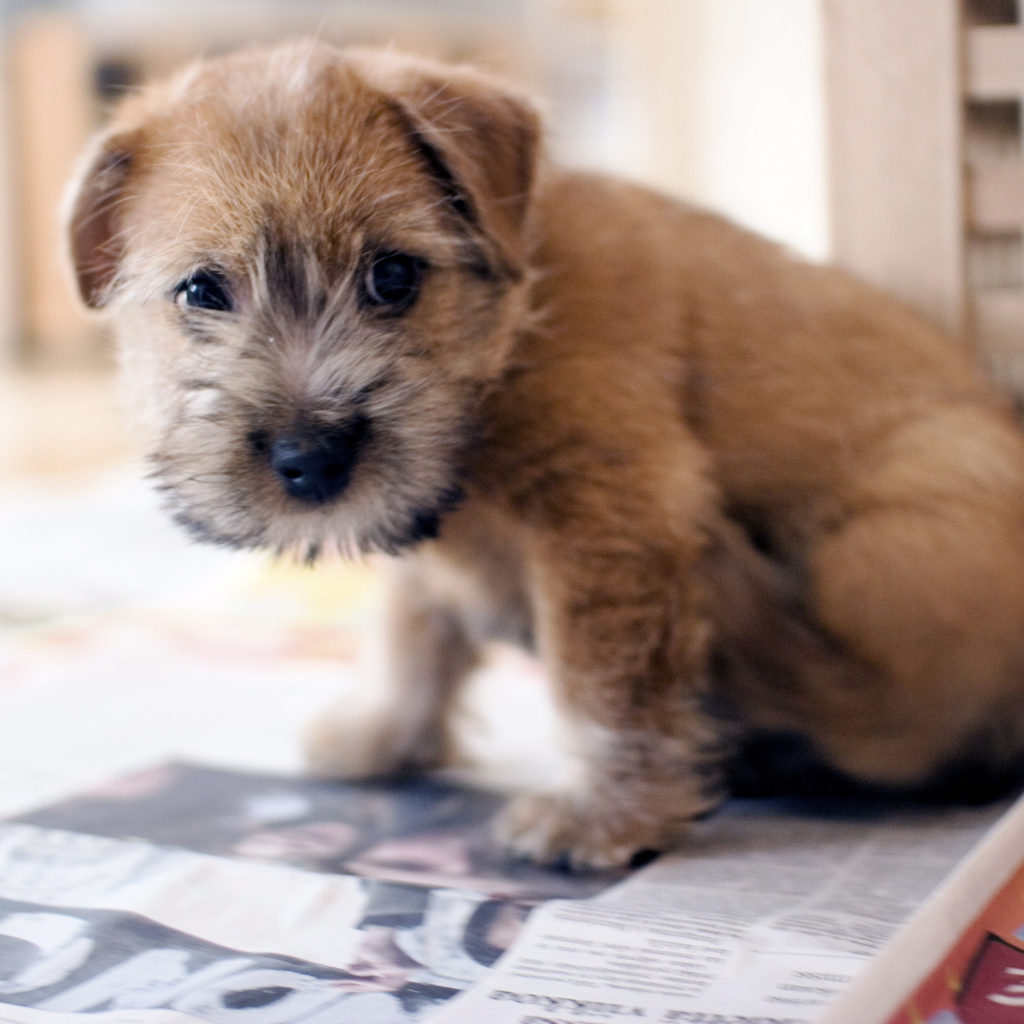 Красивый щенок норфолк терьер