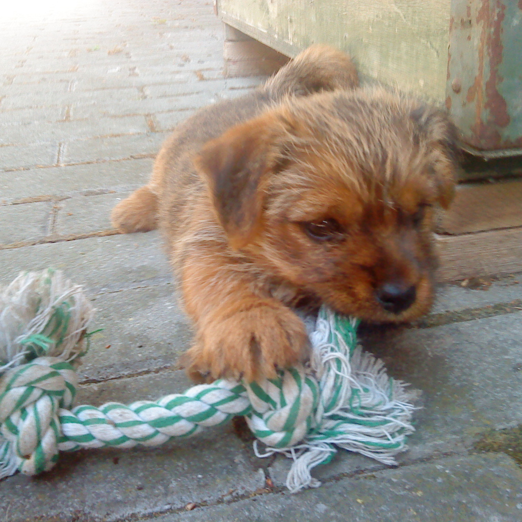 Щенок норфолк терьер грызет игрушку