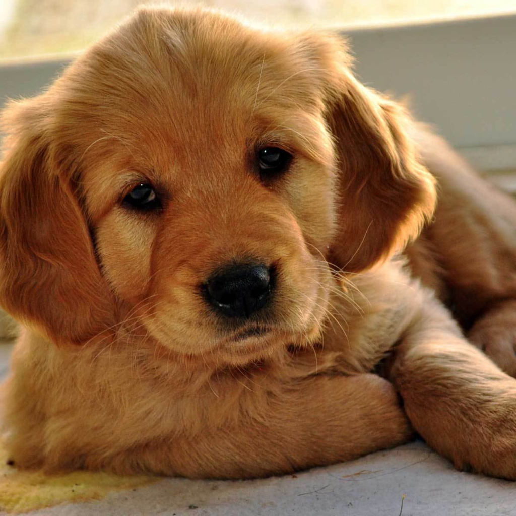 Грустный щенок норфолк терьер