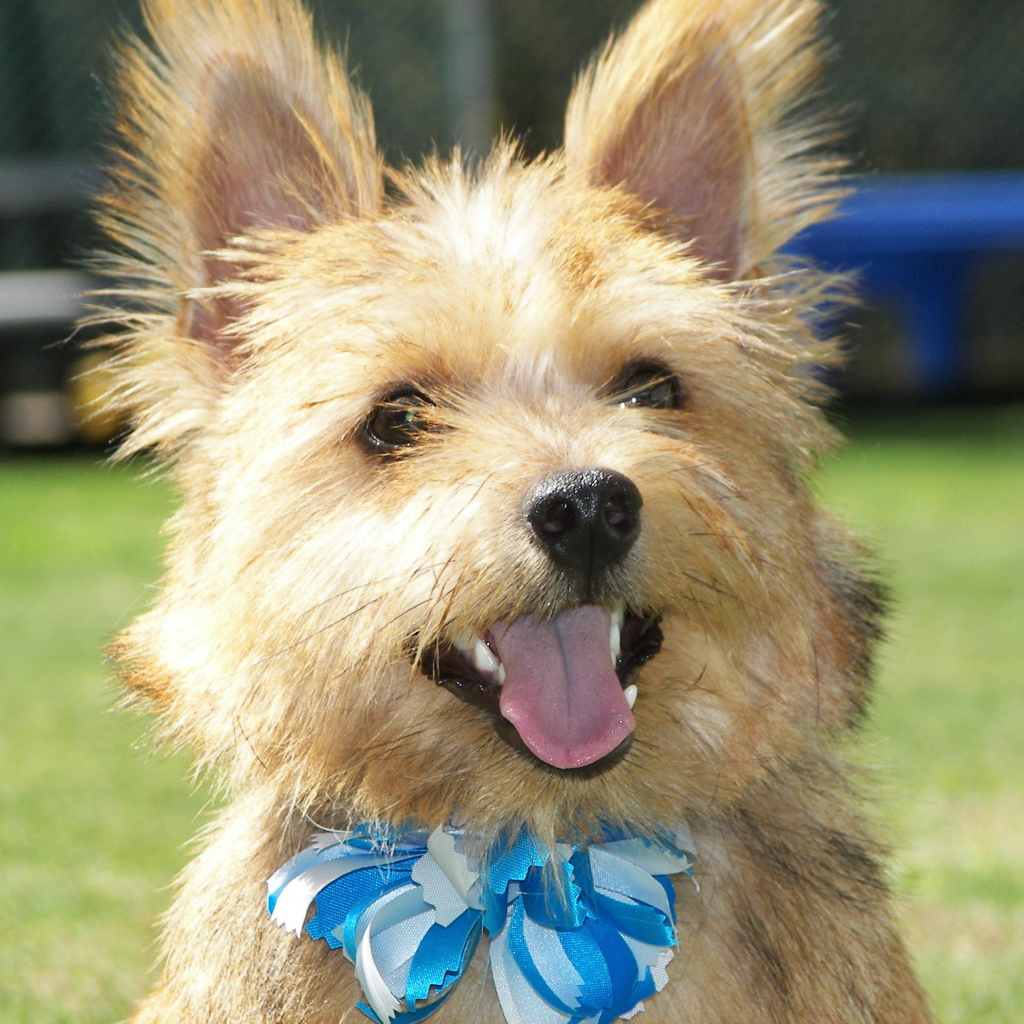 Норфолк терьер с голубым бантом