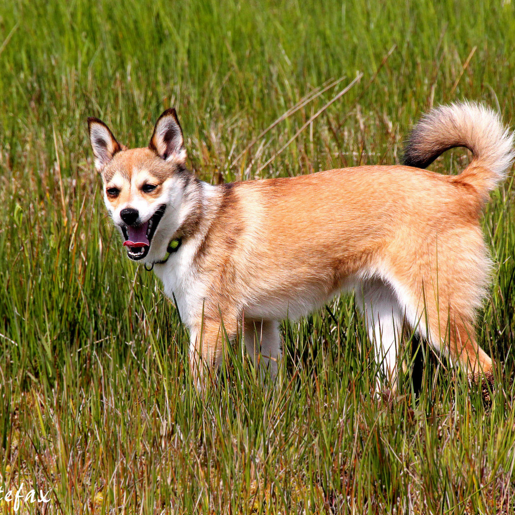 Норвежский лундехунд в траве