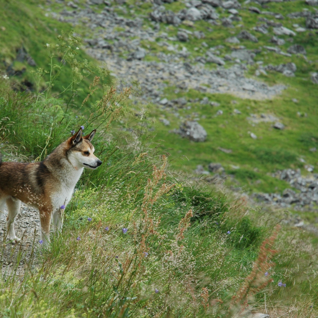 Норвежский лундехунд в горах