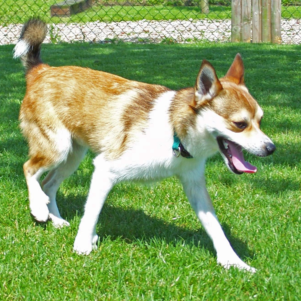 Норвежский лундехунд на газоне
