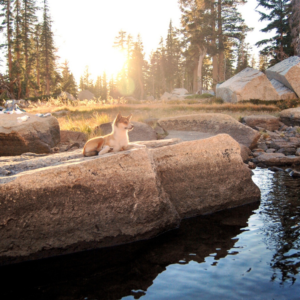 Норвежский лундехунд у воды