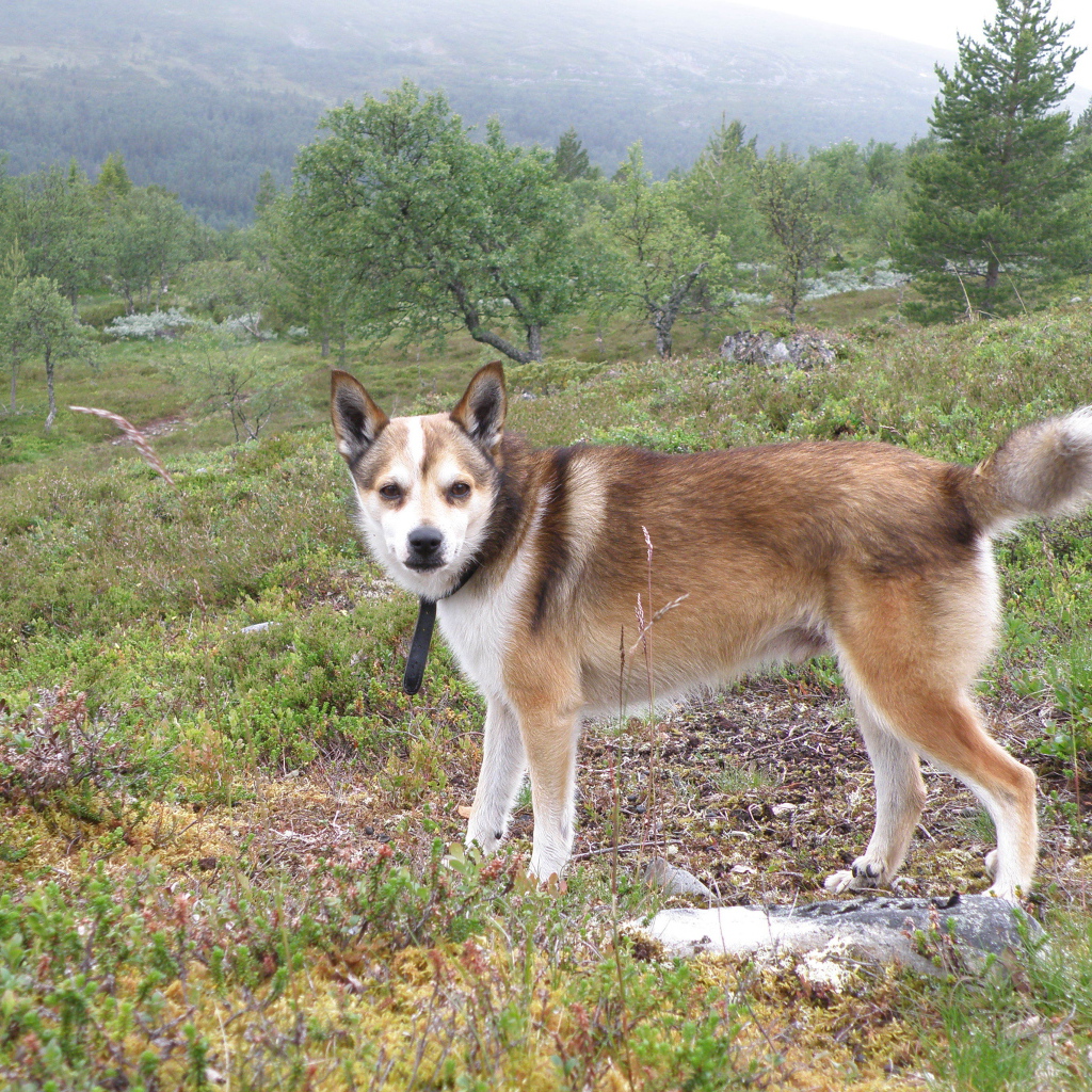Строгий взгляд норвежского лундехунда