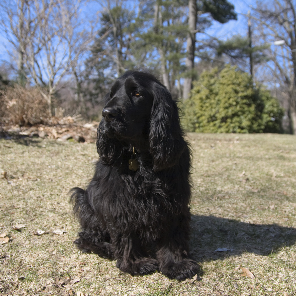 Старый спаниель в лесу