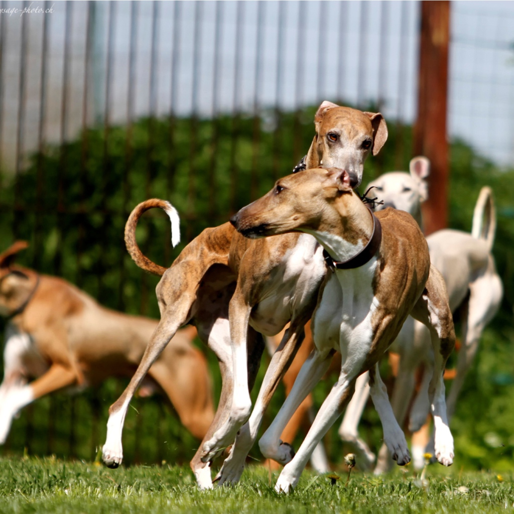 Стая собак азавак