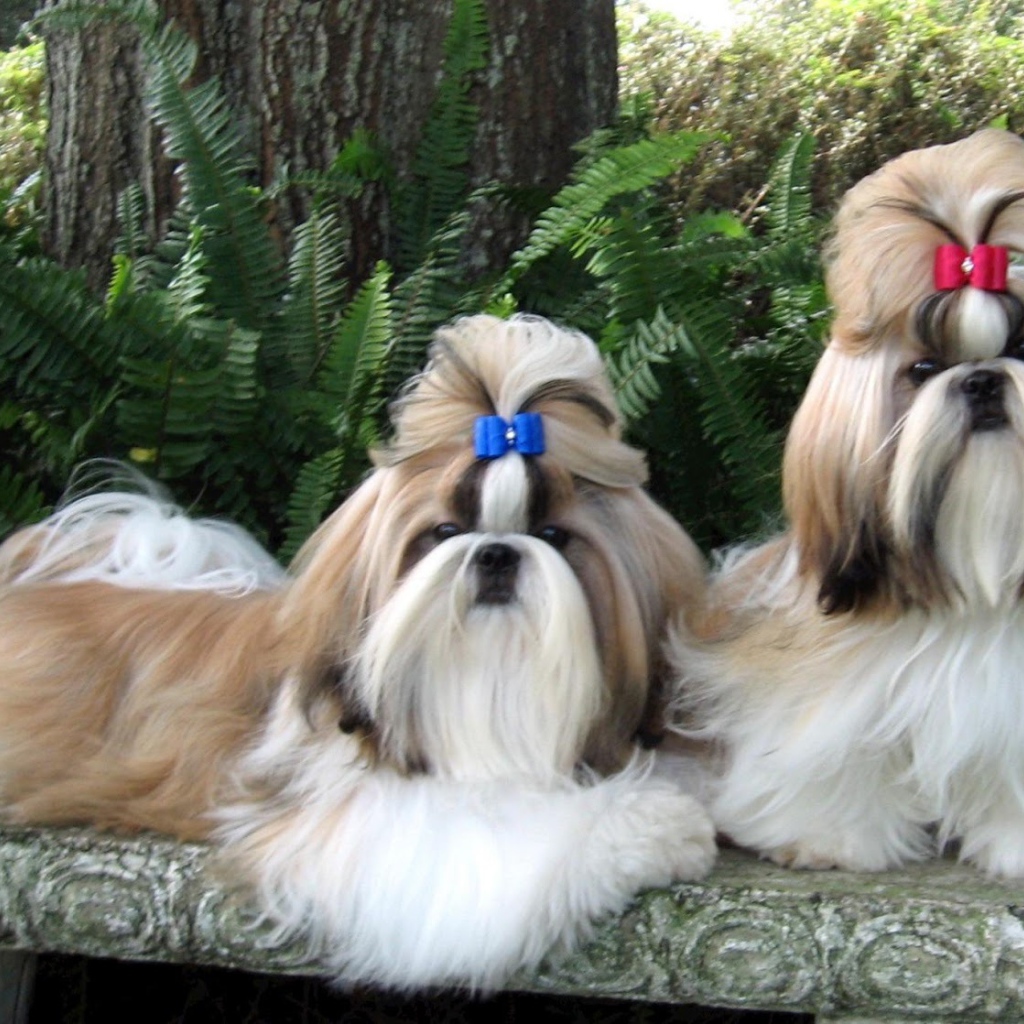 Пара ухоженных шитцу