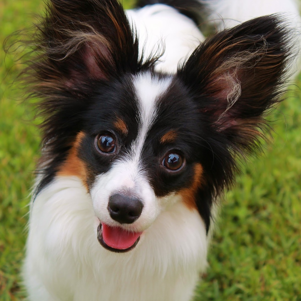 Папильон французская порода собак