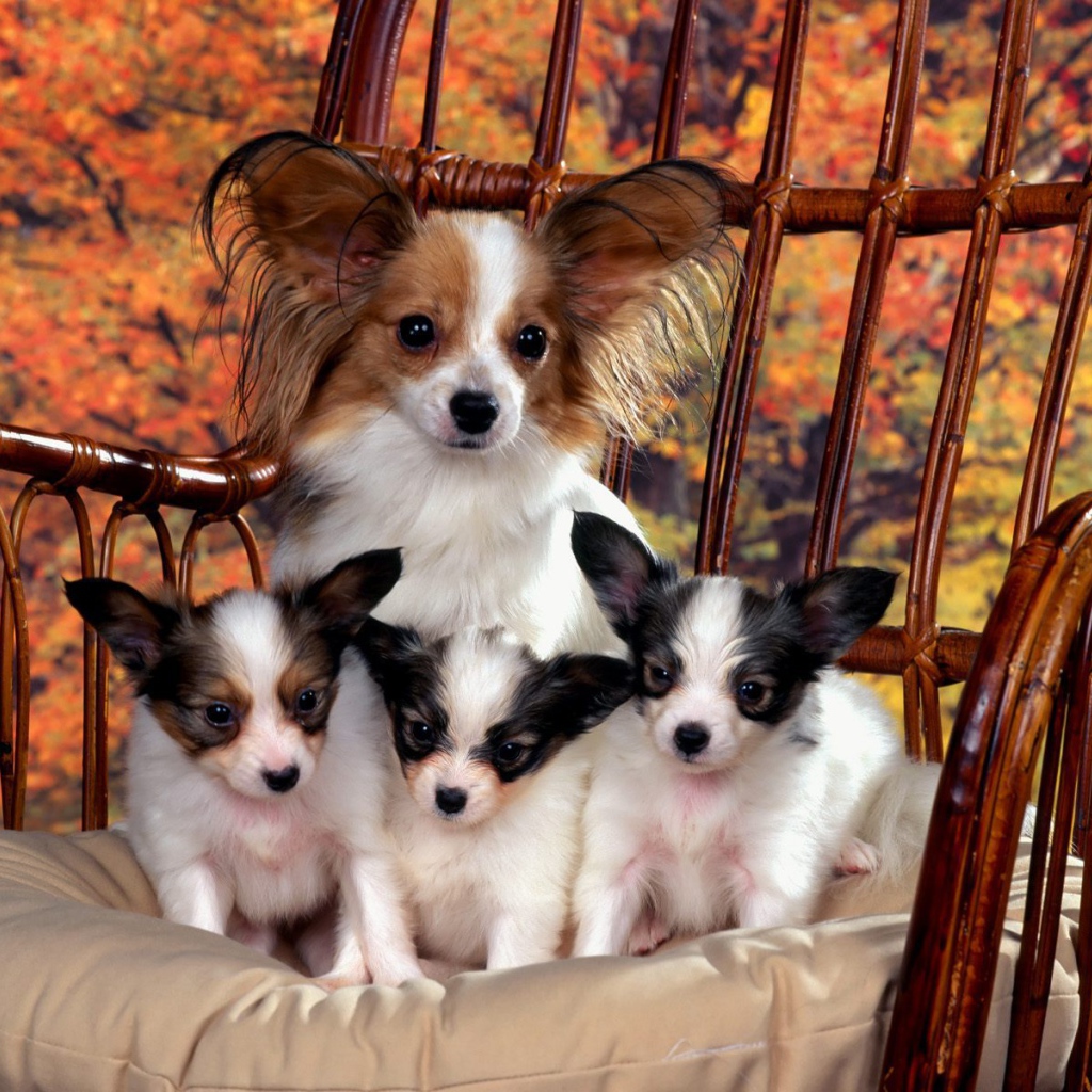 Мама папильон с щенками