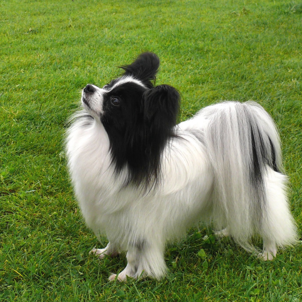 Папильон смотрит вверх