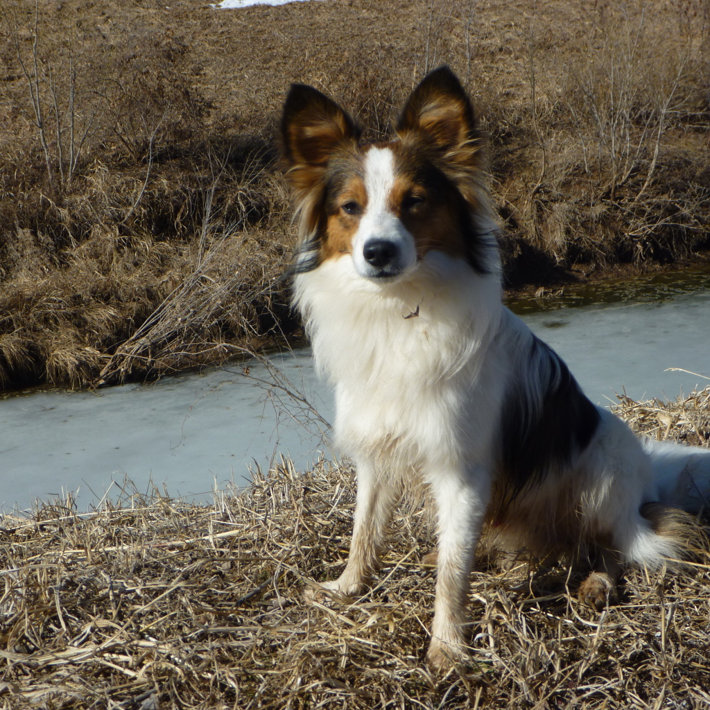 Папильон на берегу ручья