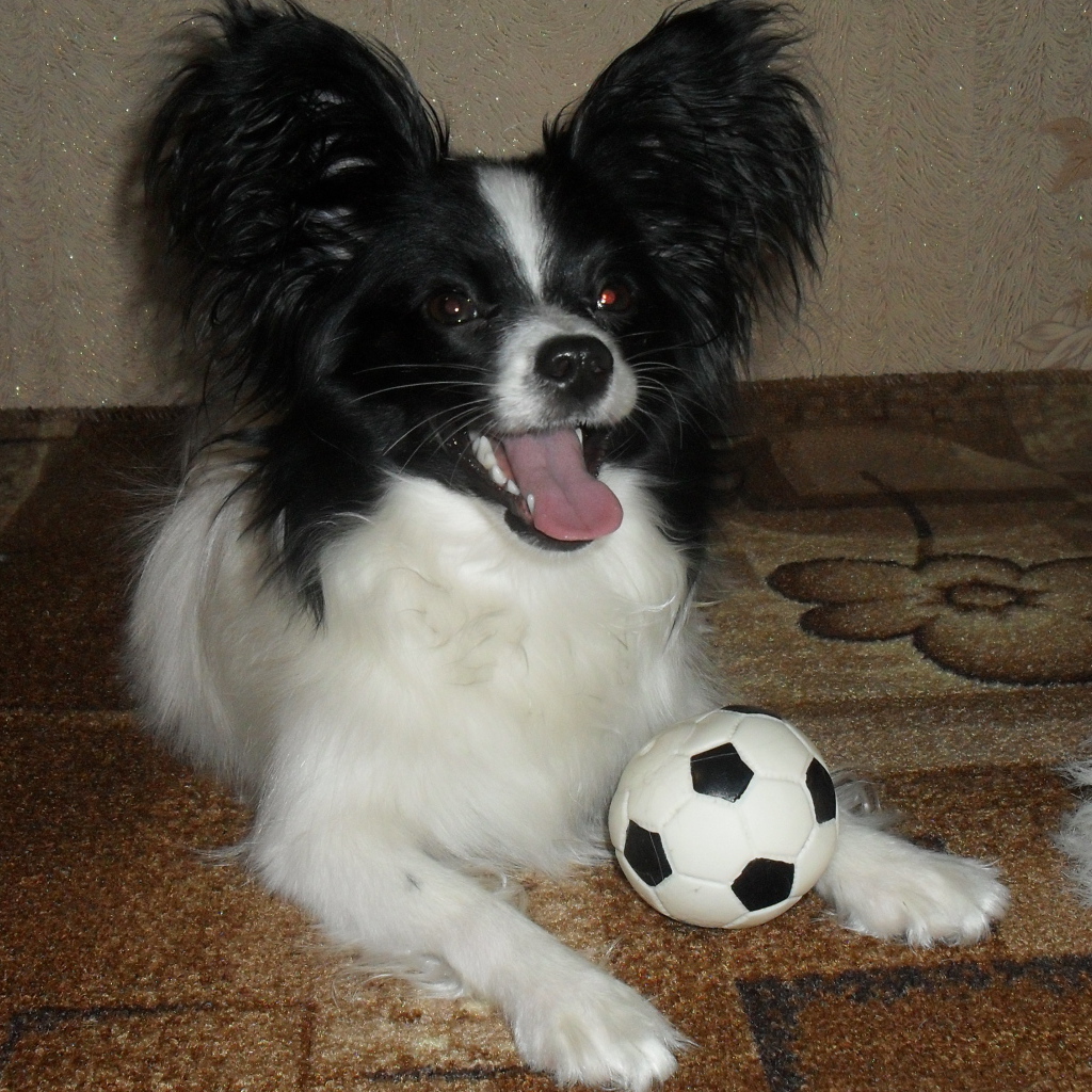 Папильон играет в футбол