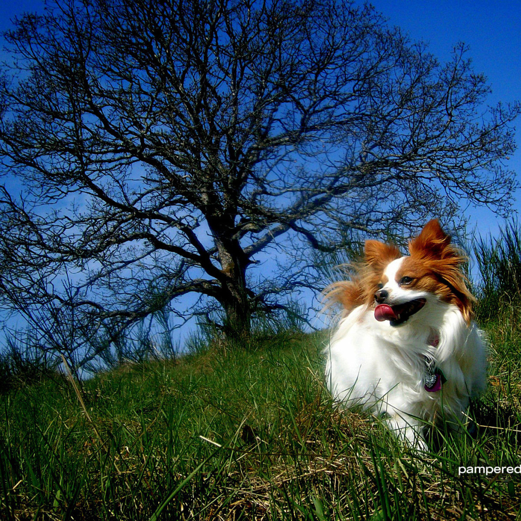 Папильон играет у дерева