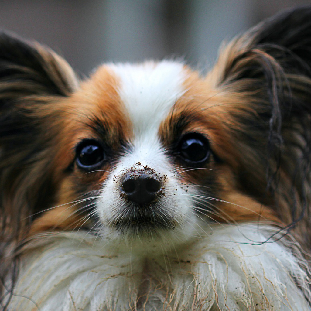 Папильон с грязным носом