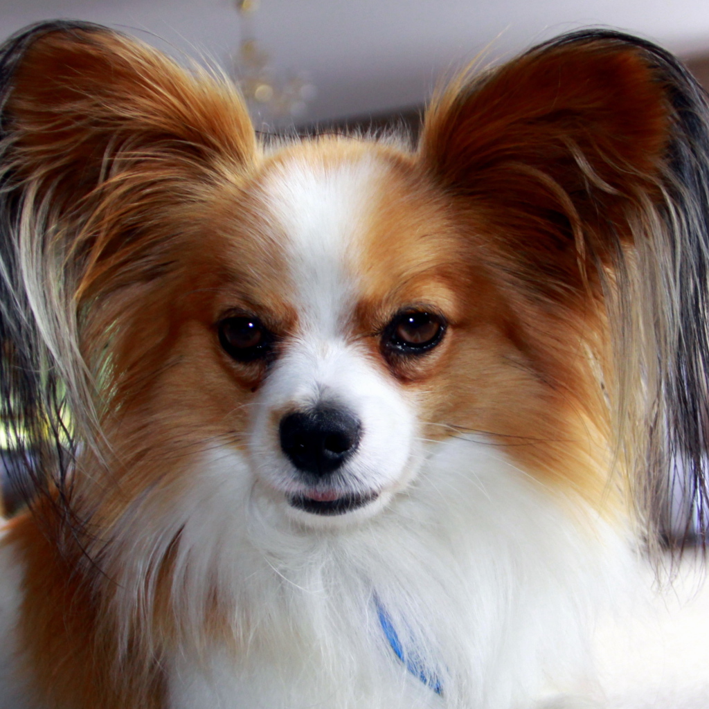 Папильон с мохнатыми ушами