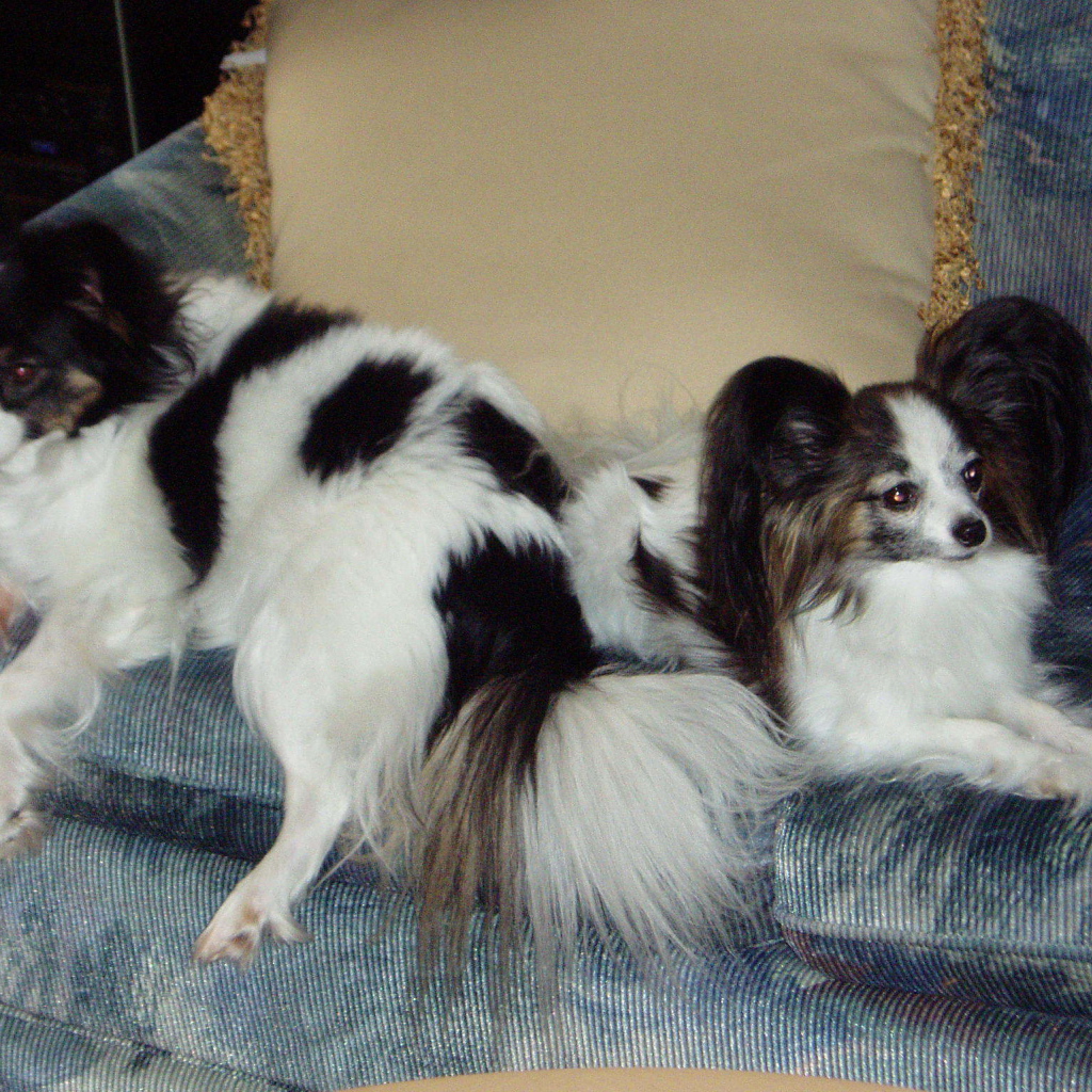 Пара папильонов на кресле