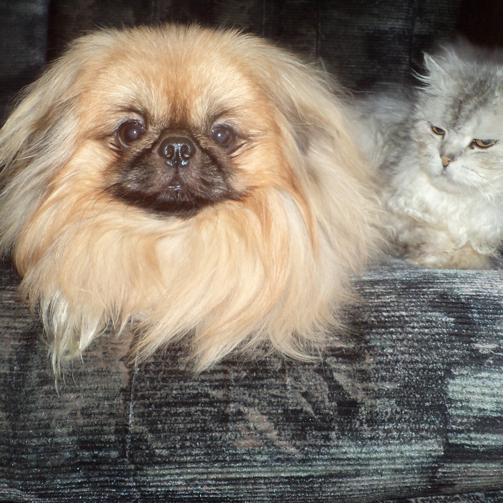 Пекинес и недовольный кот