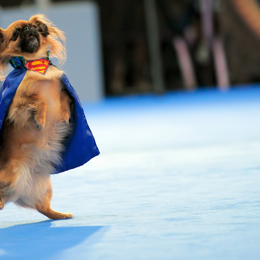 Пекинес в костюме супермена