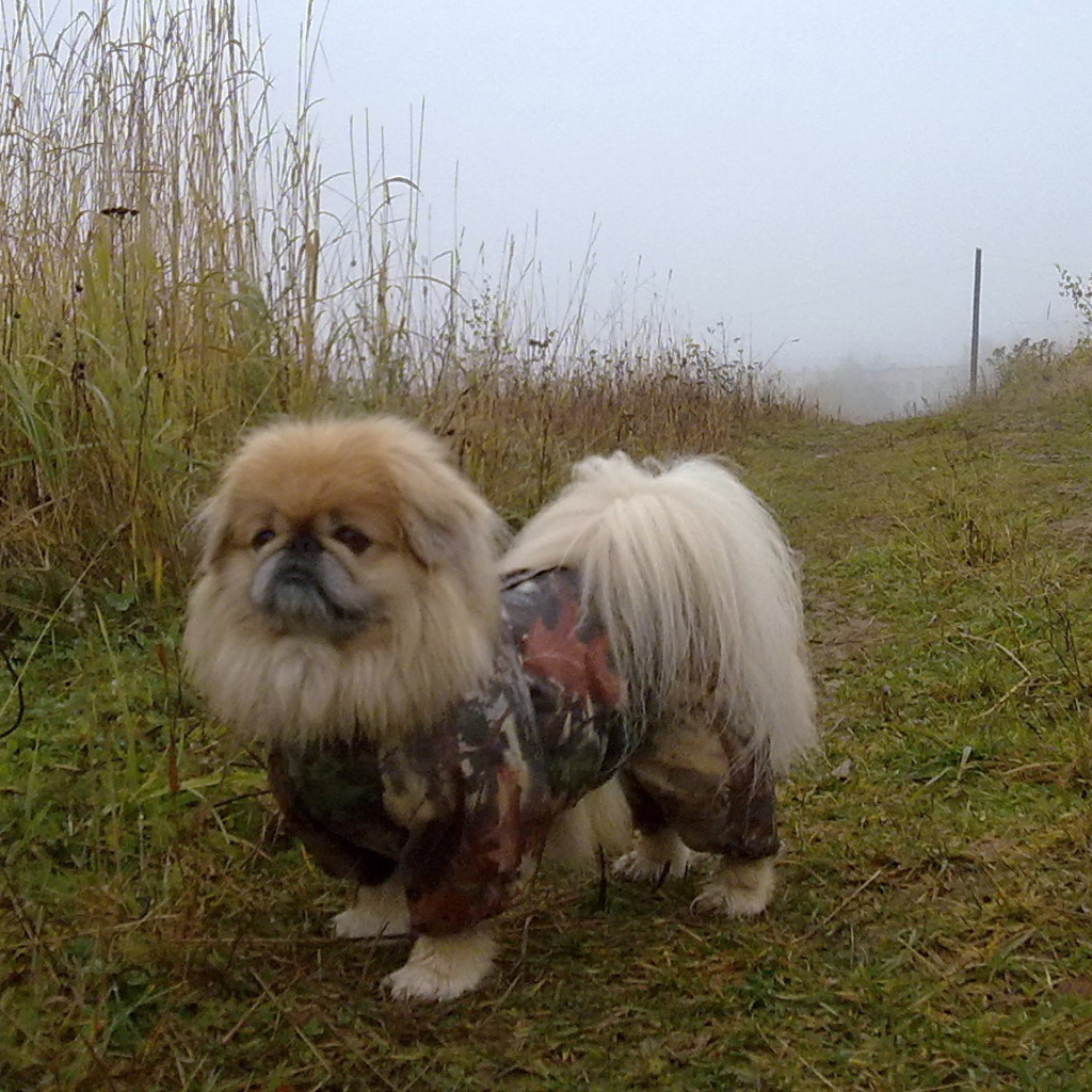 Пекинес в комбинезоне