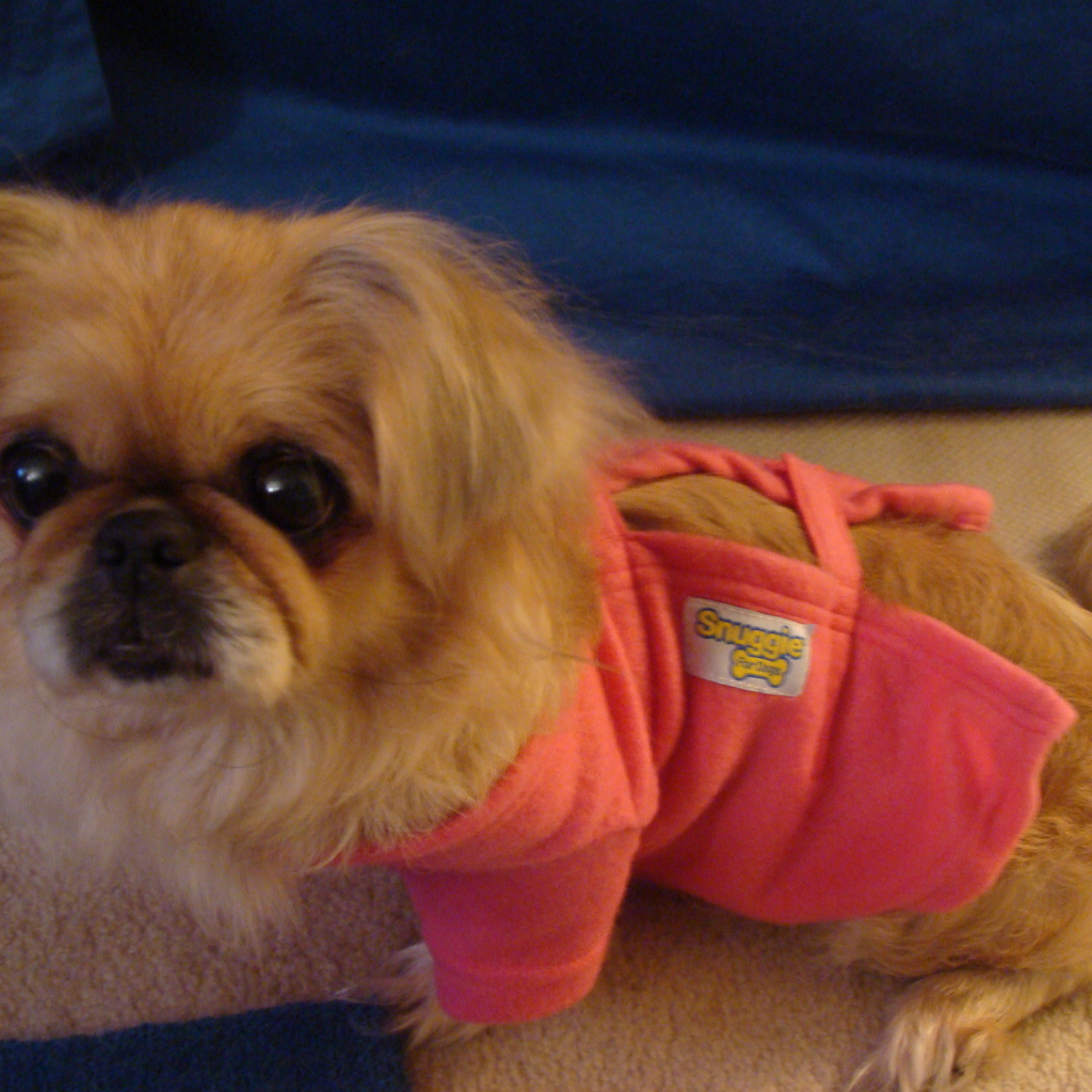 Пекинес в розовой кофте