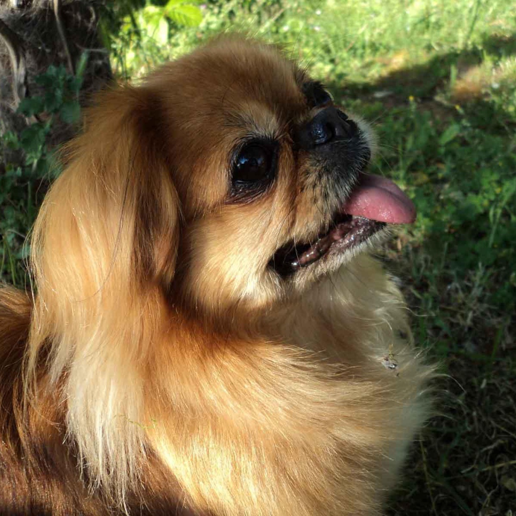 Пекинес в лесу