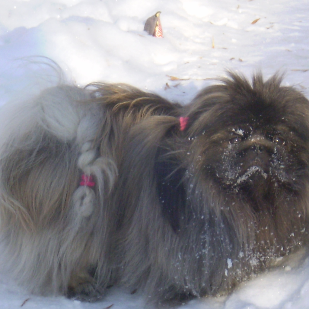 Пекинес в снегу