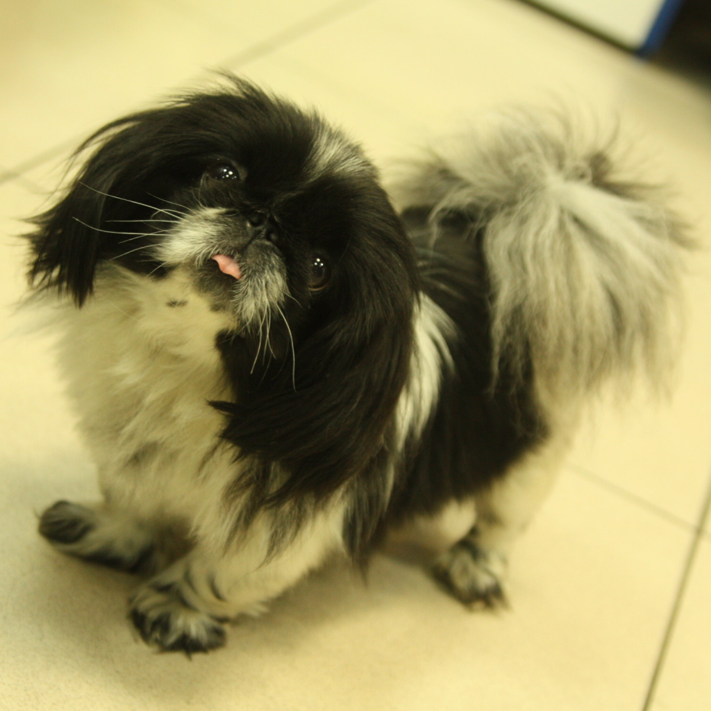 Пекинес стоит на полу