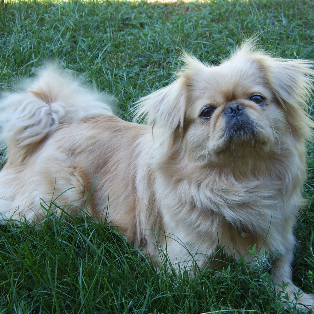 Пекинес лежит на траве