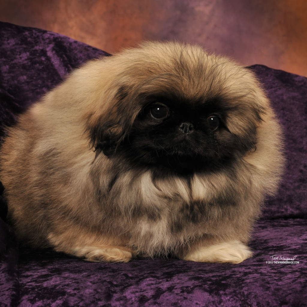 Пекинес на сиреневом диване