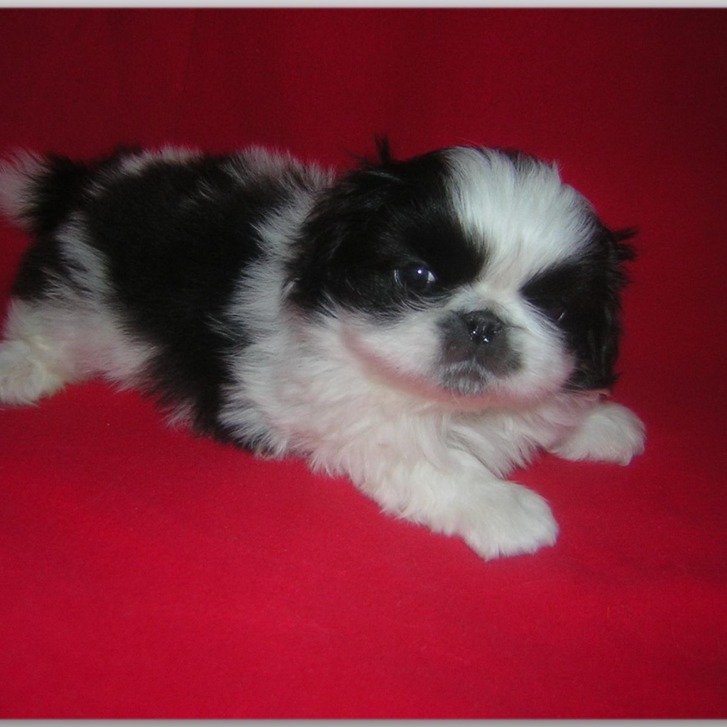 Щенок пекинеса на красном фоне