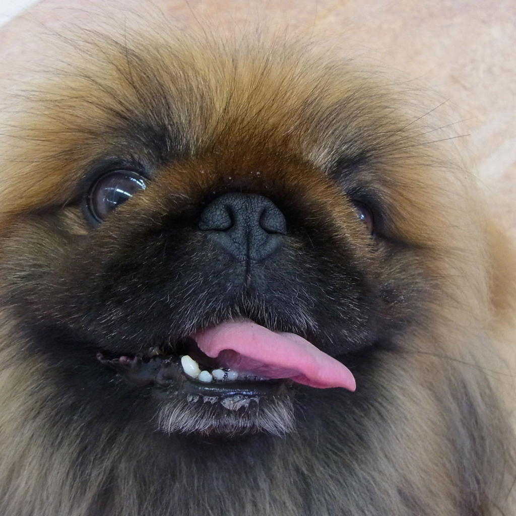 Пекинес показывает зубы