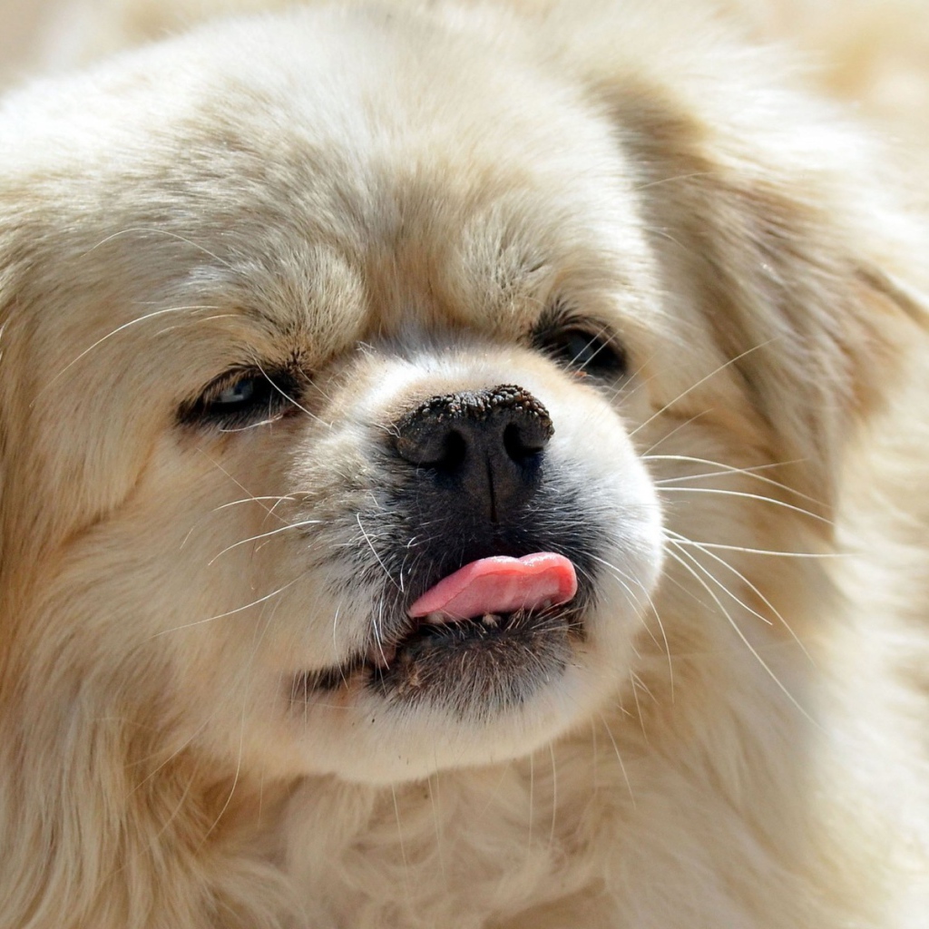 Пекинес показывает язык