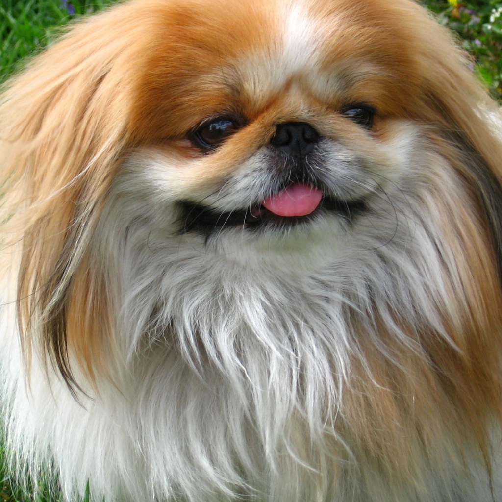 Улыбающийся пекинес на природе